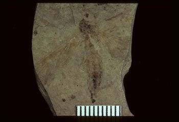 Media type: image;   Entomology PALE-1303 Aspect: full